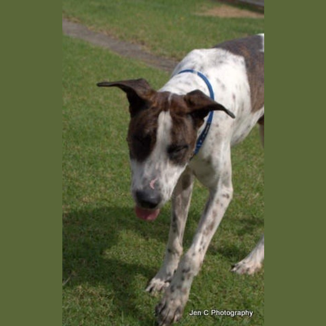 Photo of Milo ** A Gentle Giant **