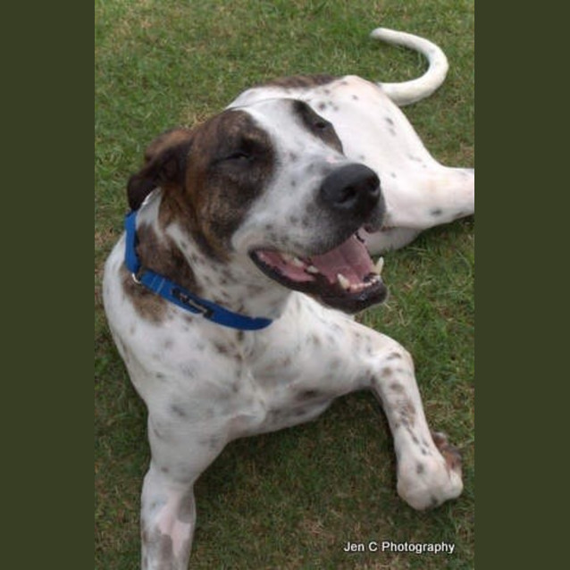 Photo of Milo ** A Gentle Giant **