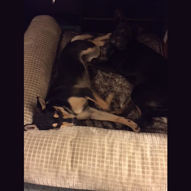 Photo of Pippy **Adopted**