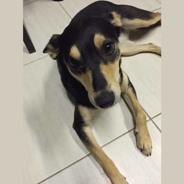 Photo of Pippy **Adopted**