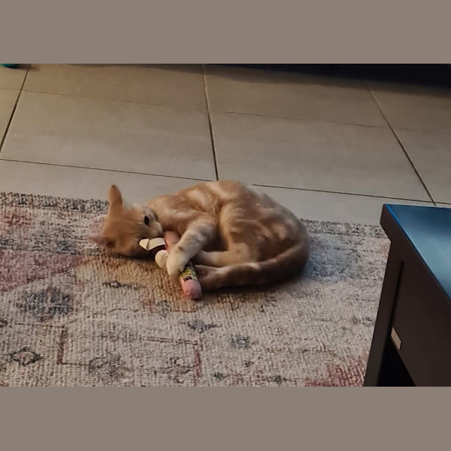 Photo of Kitten Bread