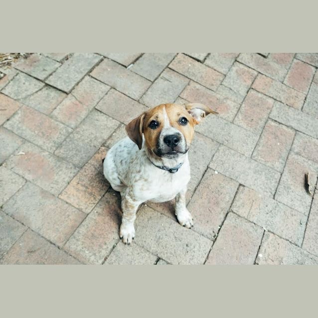Photo of Piper ~ Cattle X Puppy (On Trial 3/05/16)