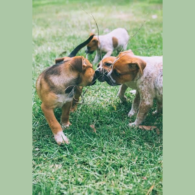 Photo of Chester ~ Cattle X Puppy (On Trial 26/06/16)