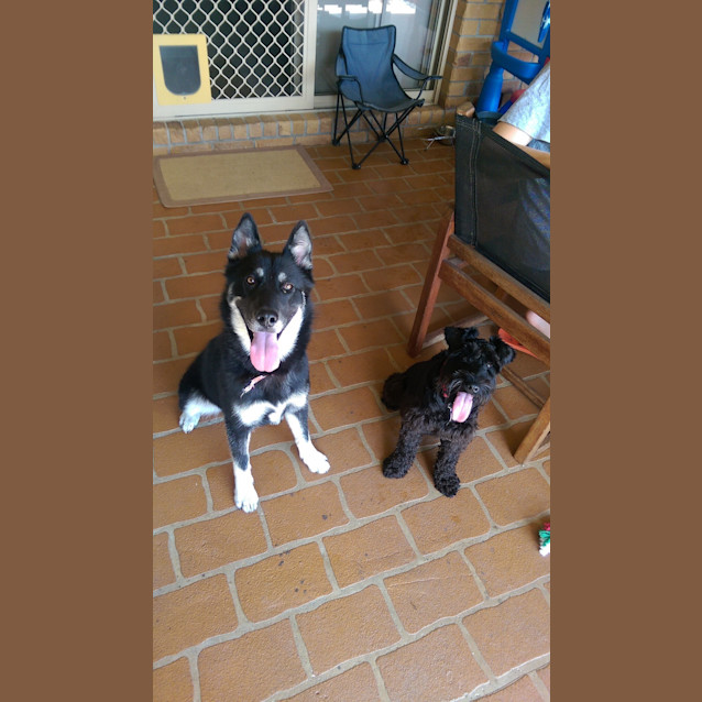 Photo of Claire Bear *Adoption Pending*