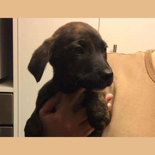 Photo of Puppies