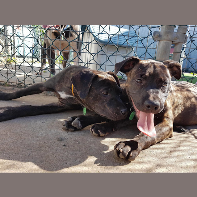 Photo of Queen Carol