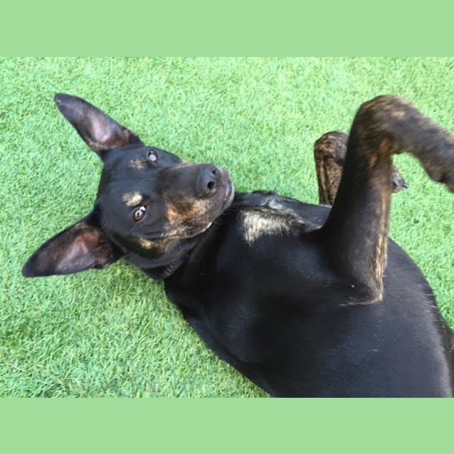 Photo of Gipsie **Adopted**