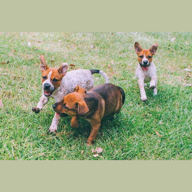 Photo of Chester ~ Cattle X Puppy (On Trial 26/06/16)