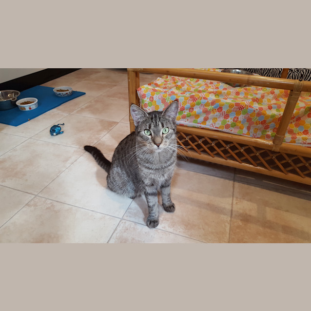 Photo of Buffy ($25 Adoption Fee)