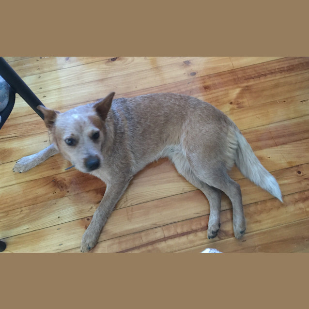 Photo of Diamond **Adopted**