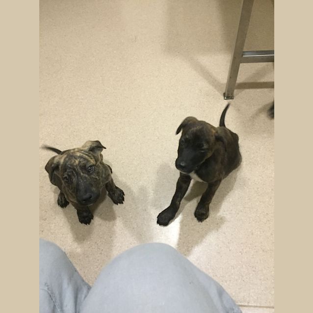 Photo of Puppies