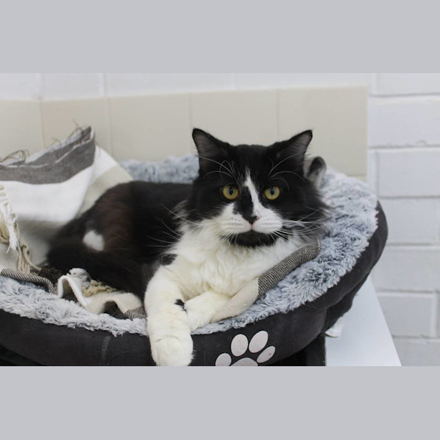Photo of Snuggles