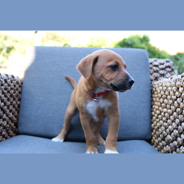 Photo of Rusty