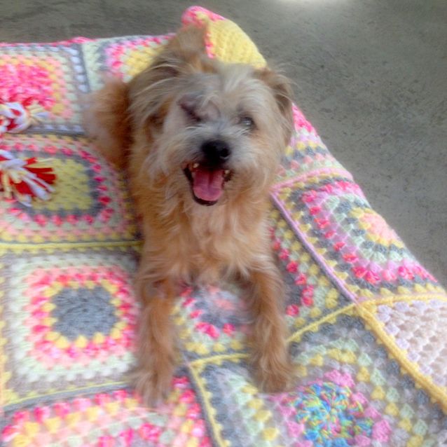 Photo of Gizmo