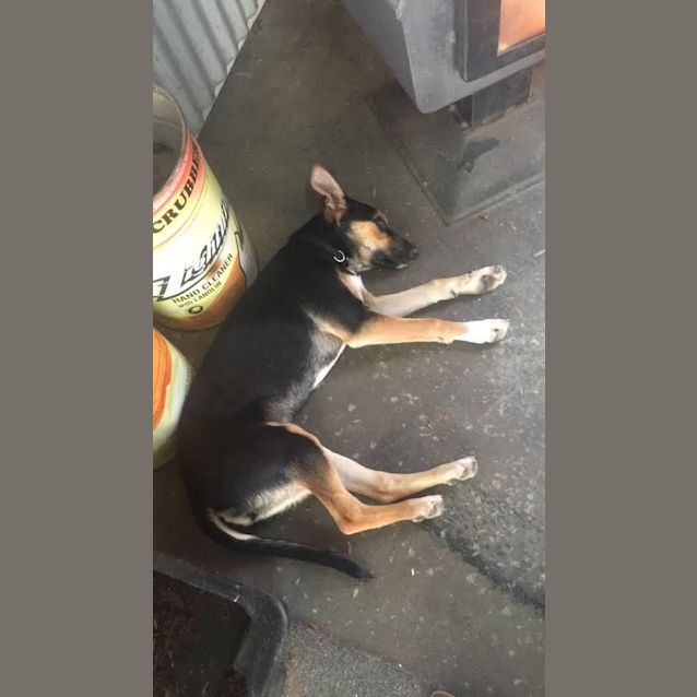 Photo of Sage .. Sweet Quiet Child, Cat And Dog Friendly