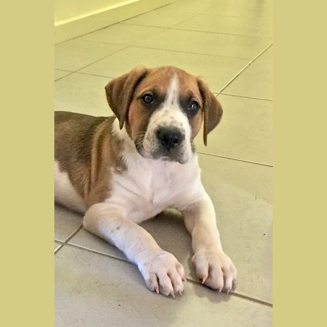 Photo of Reggie (D3418)