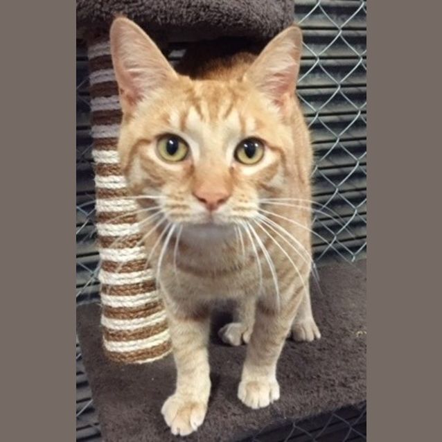 Photo of Milo