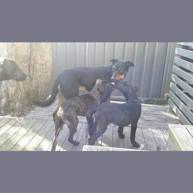 Photo of Walter (Dog Friendly/Child Exposure)