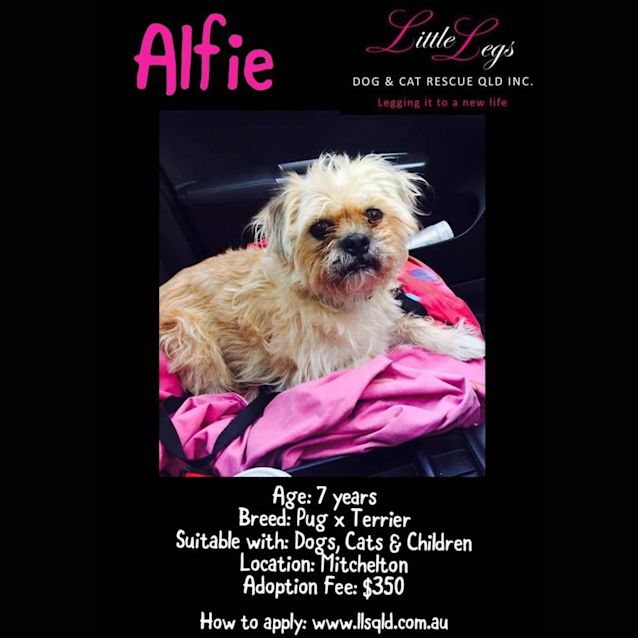 Photo of Alfie