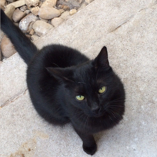 Photo of Mr. Whiskers