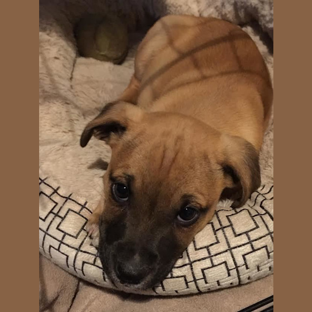 Photo of Nala