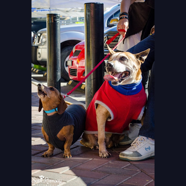 Photo of Fred (Dog Friendly)