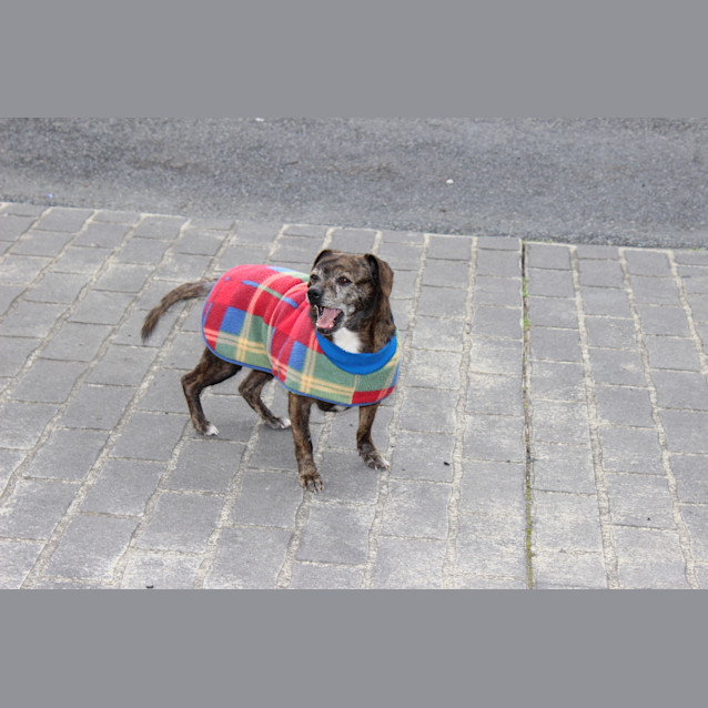 Photo of Pugsly 