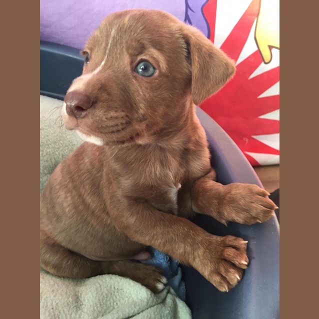 Photo of Samson **Adopted**