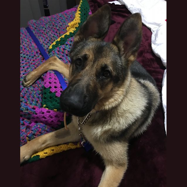 Photo of Bella