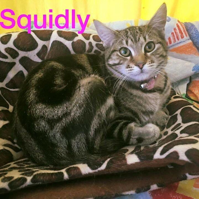 Photo of Pip, Squidly And Hiss <3
