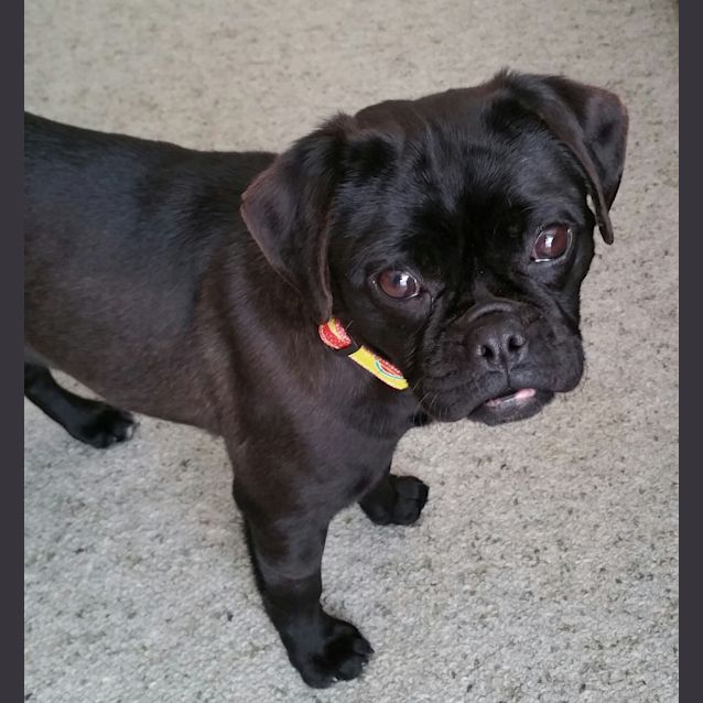 Photo of Frankie