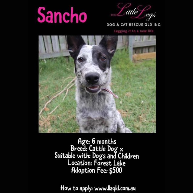 Photo of Sancho