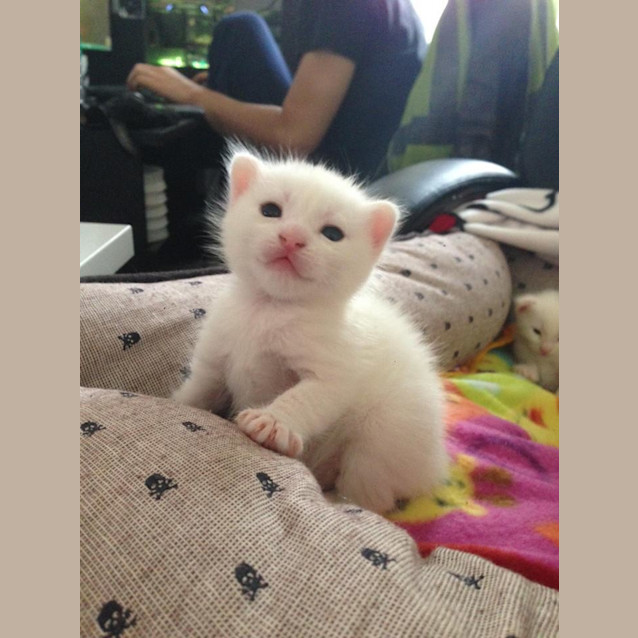 Photo of Vex 