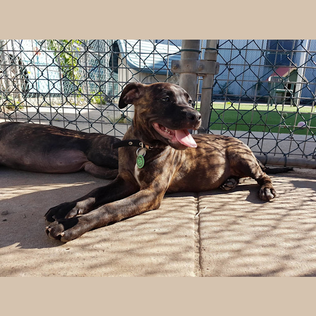 Photo of Queen Carol