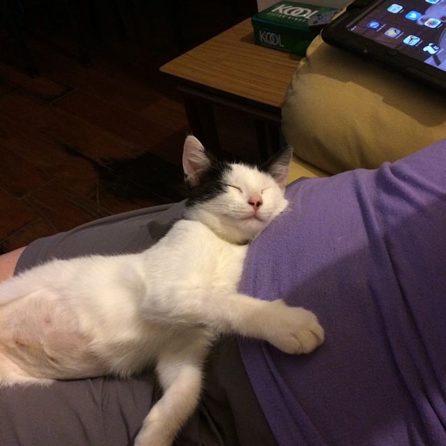 Photo of Fay   Adoption Pending