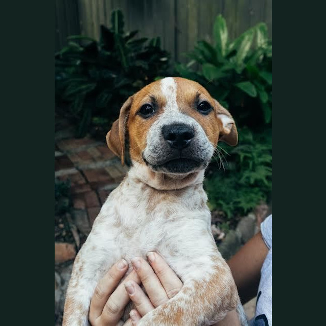 Photo of Chester ~ Cattle X Puppy (On Trial 26/06/16)