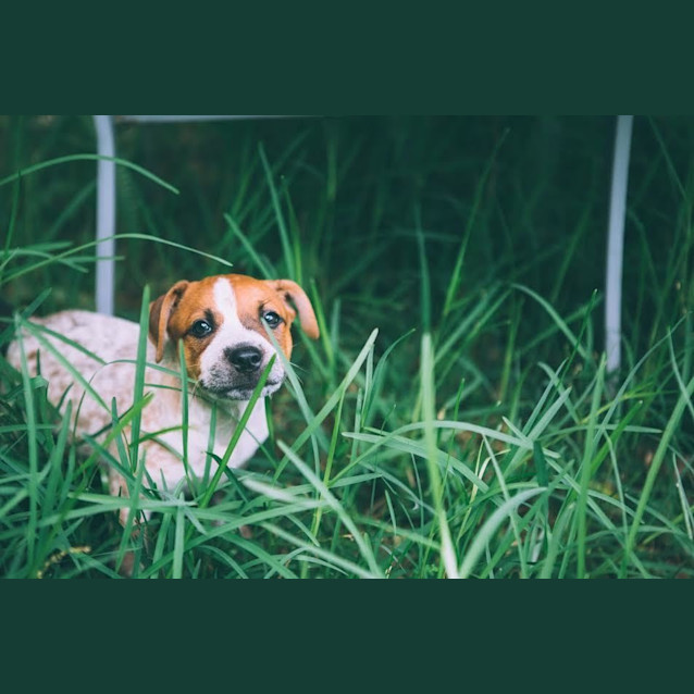 Photo of Chester ~ Cattle X Puppy (On Trial 26/06/16)