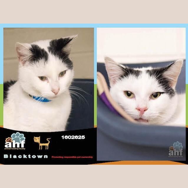 Photo of Benny (2625)