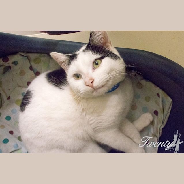 Photo of Benny (2625)