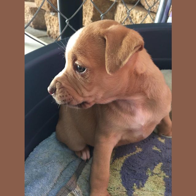 Photo of Sadie **Adopted**