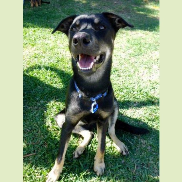 Photo of Jake ~ 7mo Kelpie X Boy (On Trial 26/06/16)