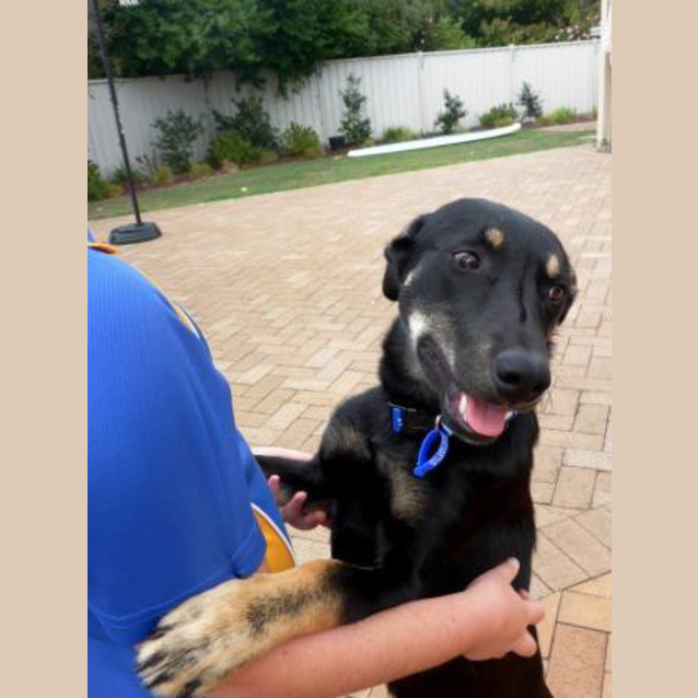 Photo of Jake ~ 7mo Kelpie X Boy (On Trial 26/06/16)