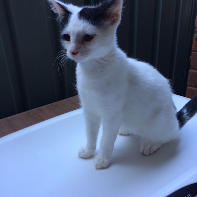 Photo of Fay   Adoption Pending