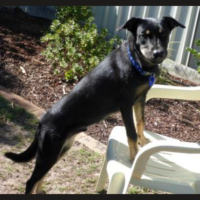 Photo of Jake ~ 7mo Kelpie X Boy (On Trial 26/06/16)