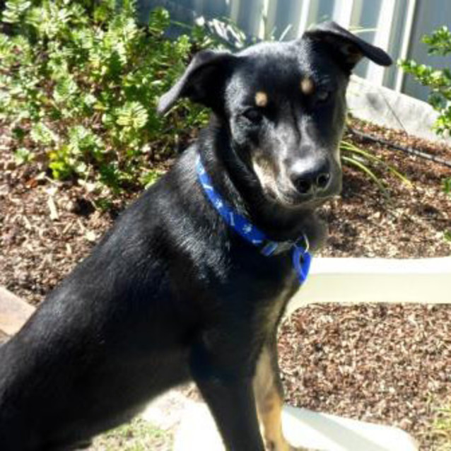 Photo of Jake ~ 7mo Kelpie X Boy (On Trial 26/06/16)