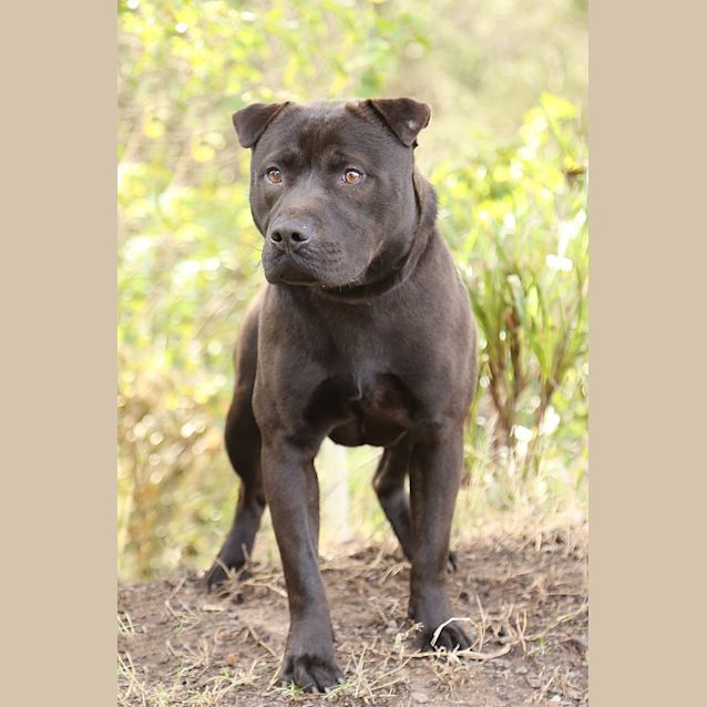 Photo of Cadbury