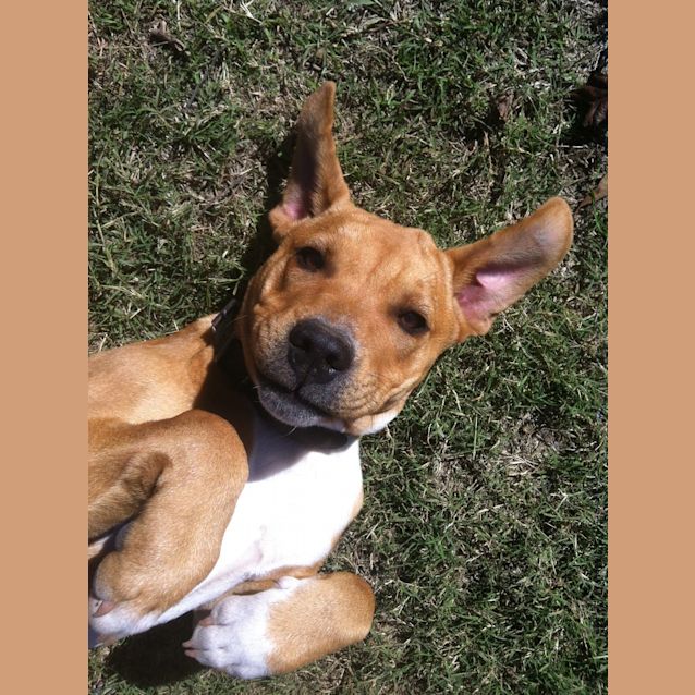 Photo of Marley *On Trial In Her New Home*