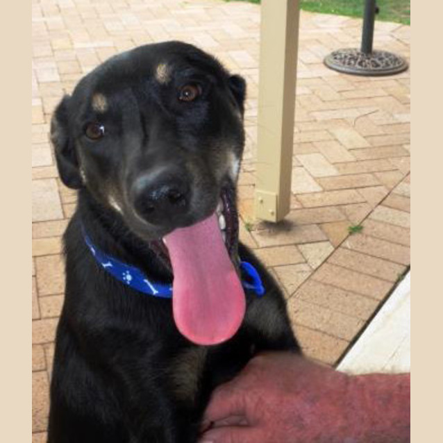 Photo of Jake ~ 7mo Kelpie X Boy (On Trial 26/06/16)