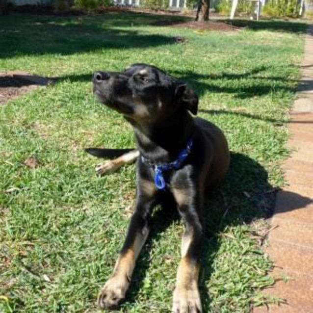 Photo of Jake ~ 7mo Kelpie X Boy (On Trial 26/06/16)