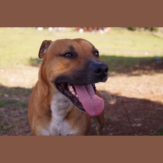 Photo of Austin (At Rspca Big Adopt Day Sept 17 Brisbane)